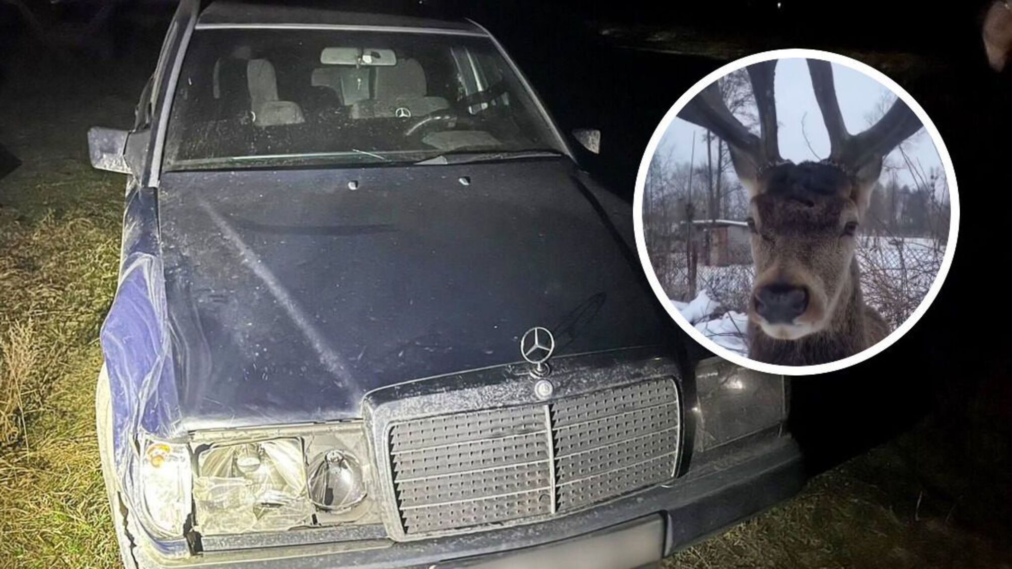 Відомого оленя Борьку збив автомобіль на Рівненщині: тварина в критичному стані