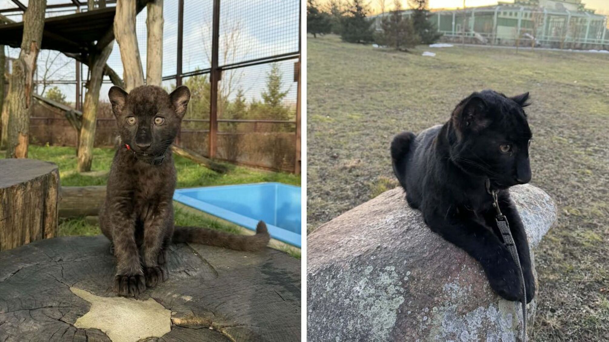 В парке 'XII Месяцев' родился редкий черный детеныш дальневосточного леопарда