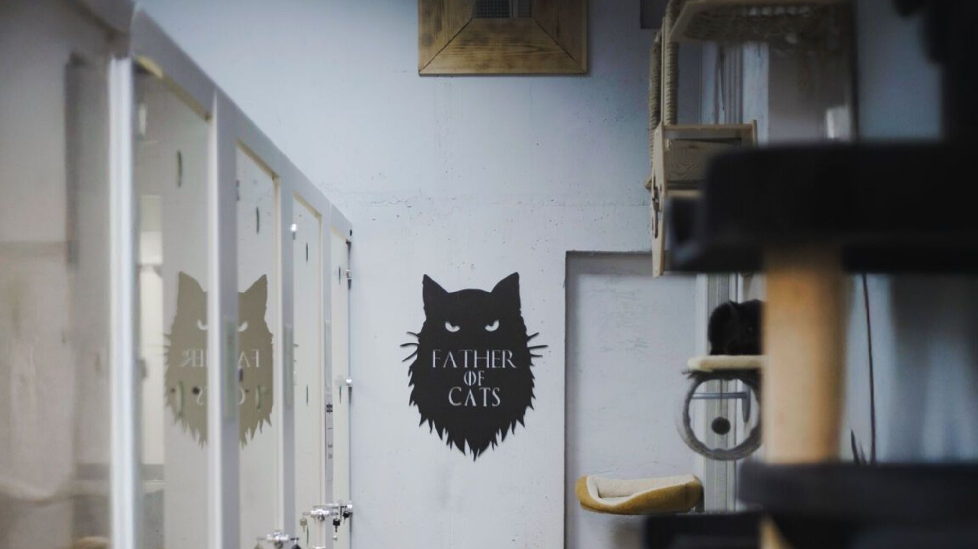 У Києві створять “кОтОпарк”: Lamarch передає кошти з тату на притулок