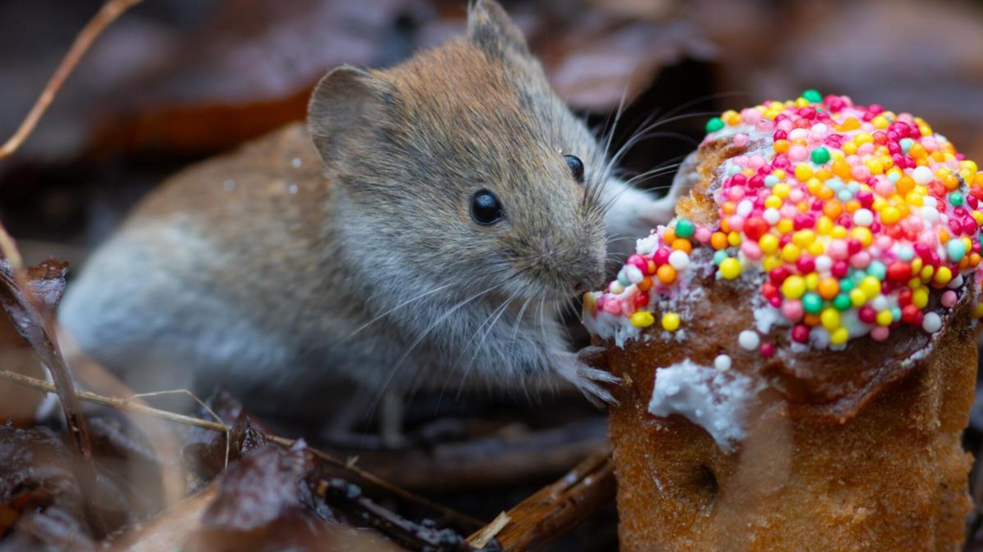 Великдень із сюрпризом: якою буде погода в Україні