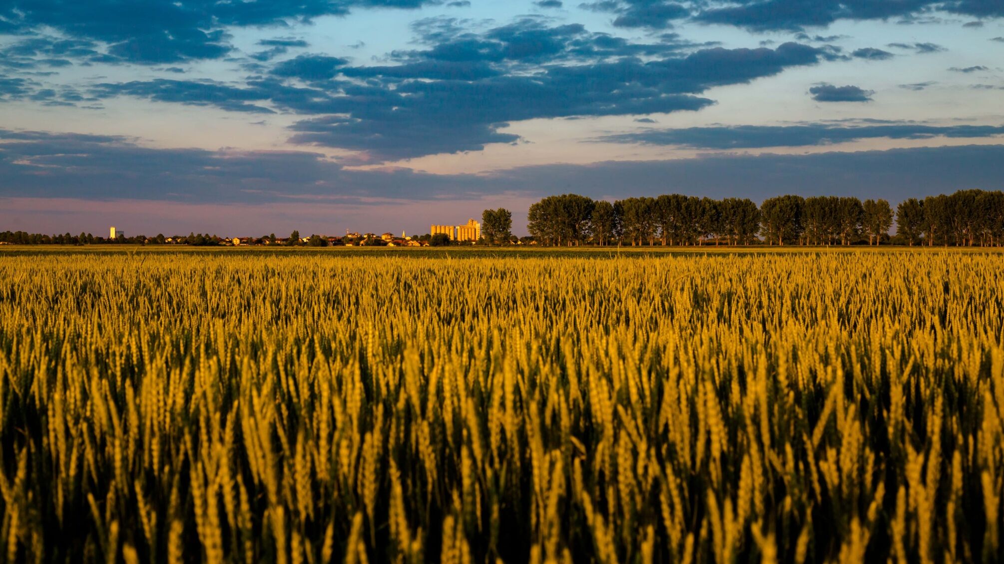 Пшениця і кукурудза в Чорнобилі: викрили незаконне використання забруднених земель