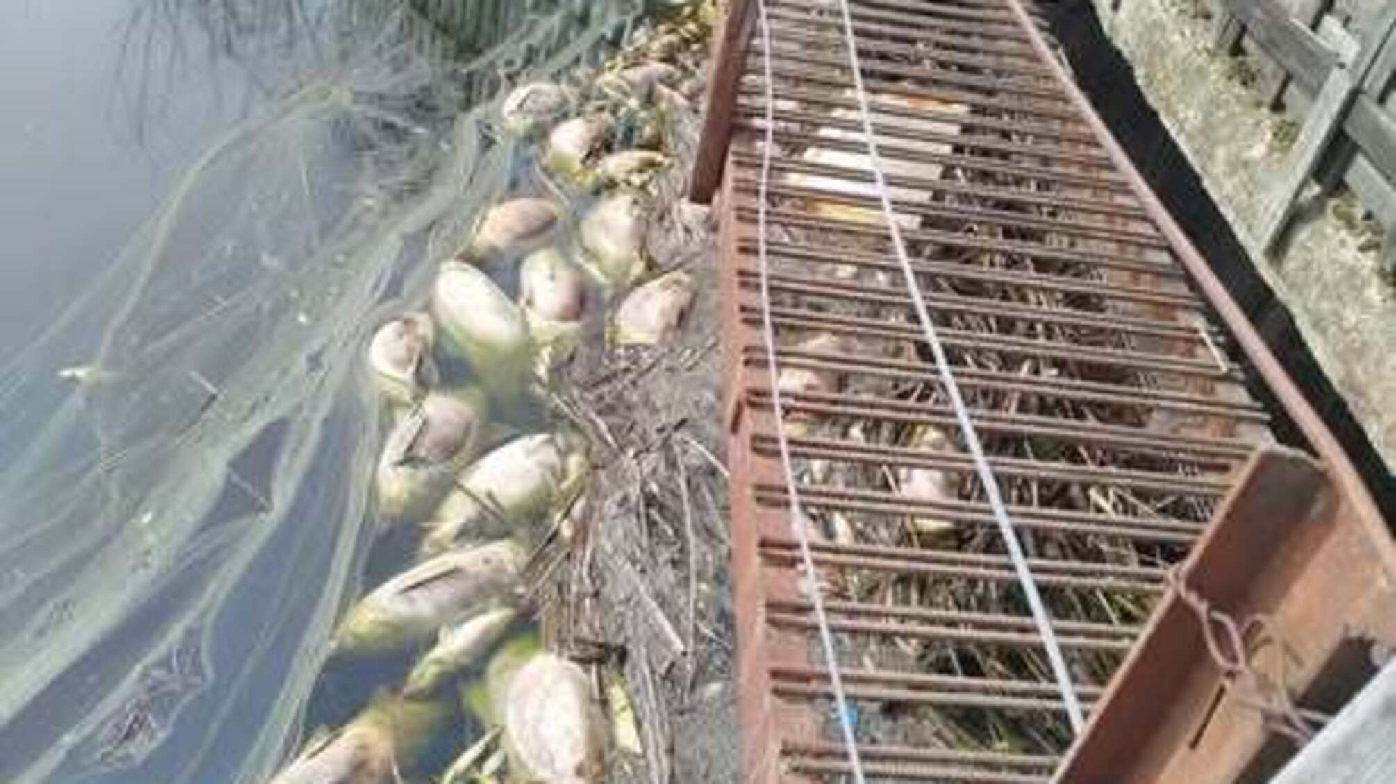 Массовая гибель рыбы: ущерб в Крошенке превысил 2 млн грн