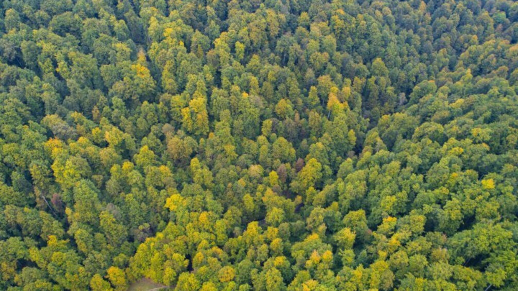 Лес за 10 млн грн вернули государству: суд забрал 5 гектаров у нарушителя договора