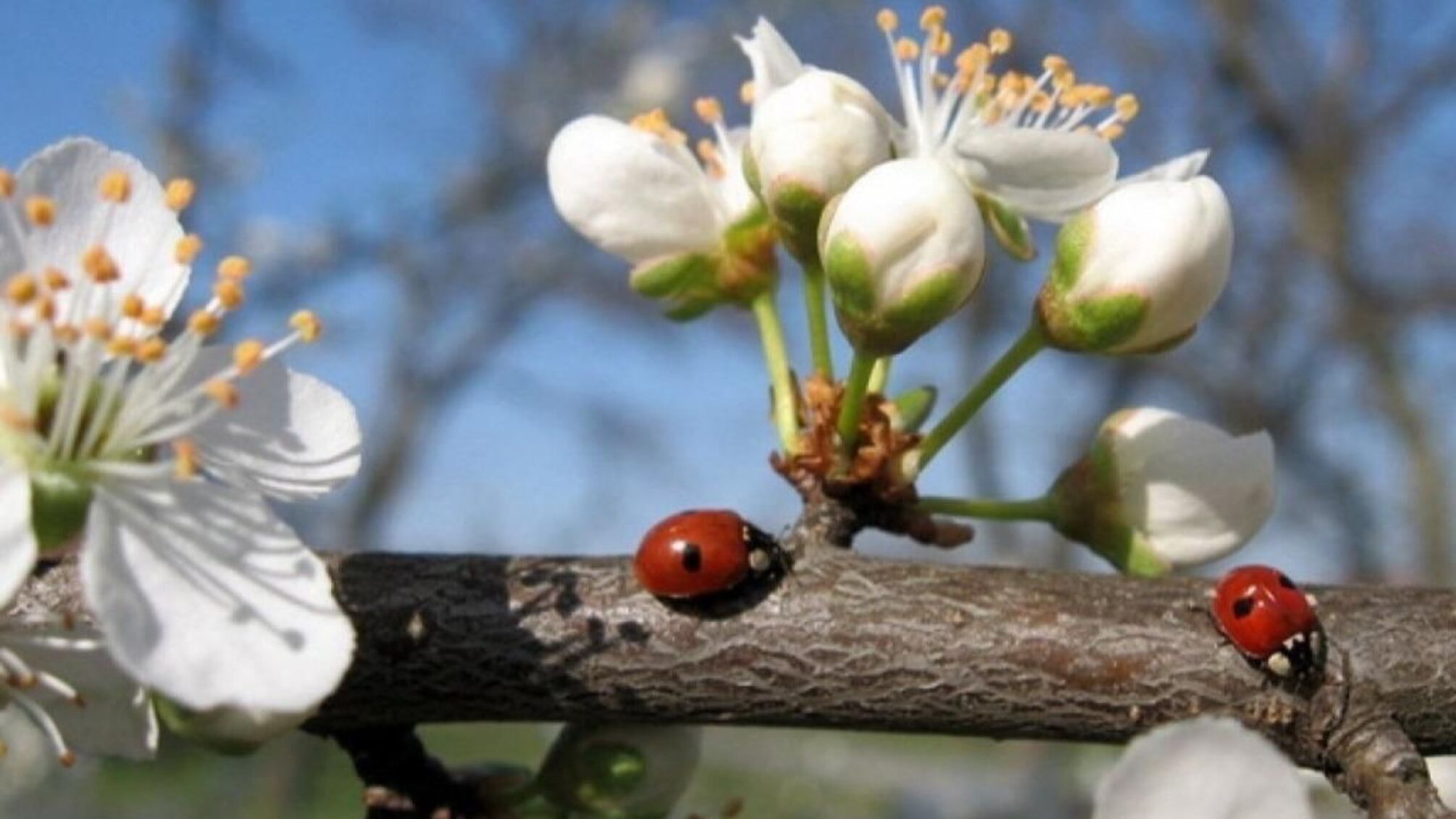 В Украину возвращается тепло, но есть нюанс: синоптики предупредили о резких 'сюрпризах' погоды