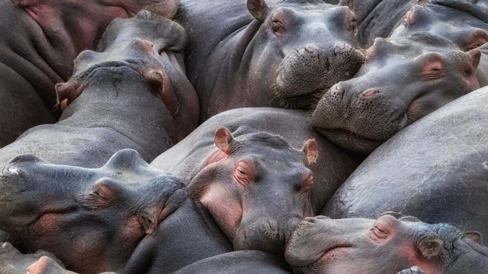 Колумбия планирует сократить популяцию бегемотов Эскобара из-за экологических рисков