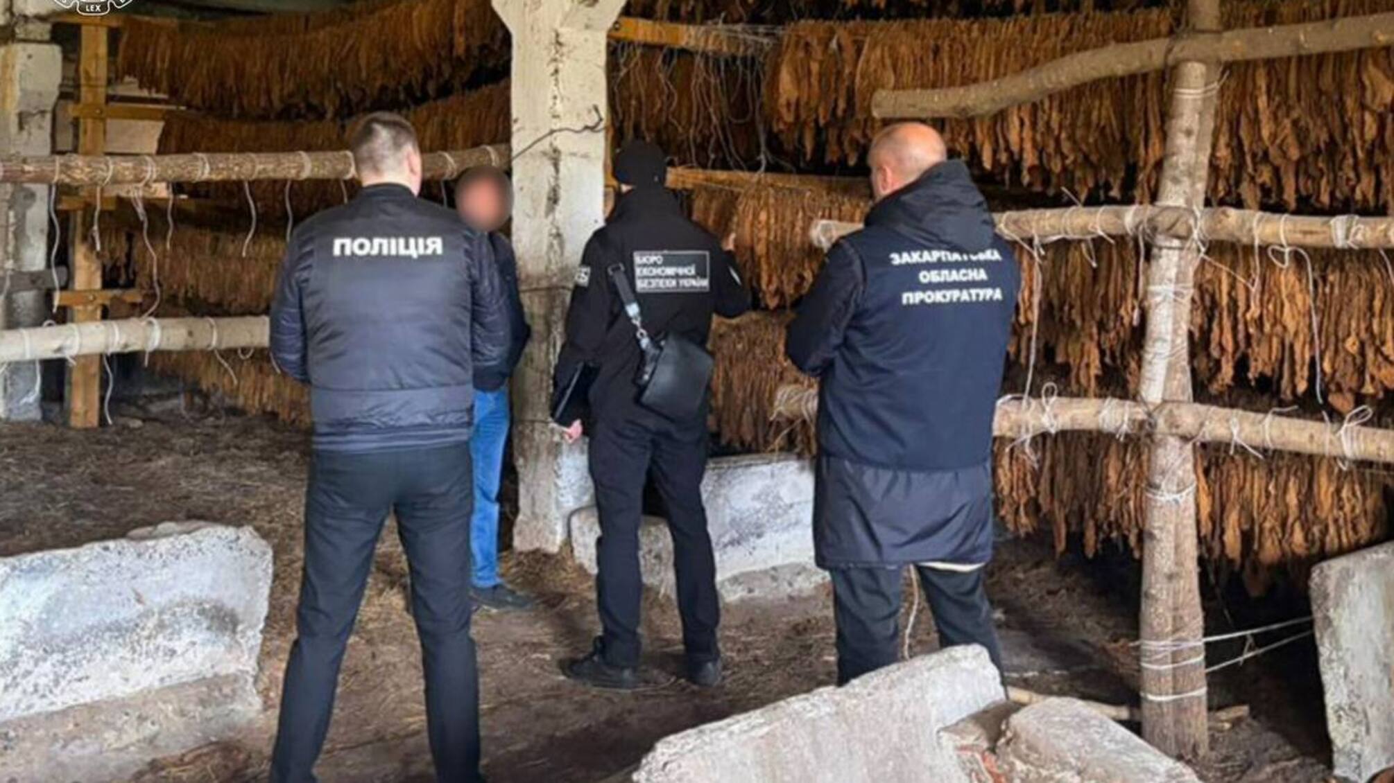 Від поля до підпільних цехів: на заході України викрили тютюнову схему на 25 гектарах