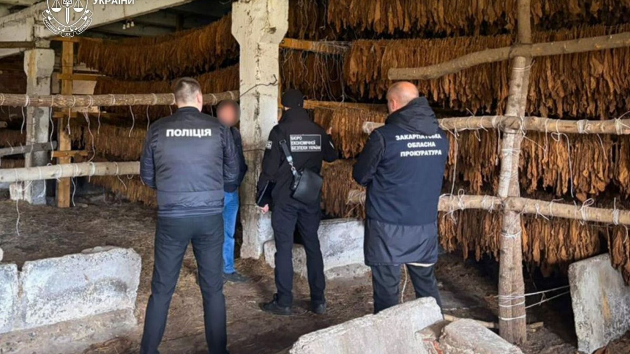 На Закарпатті викрили підпільну тютюнову мережу з плантаціями на 25 гектарах