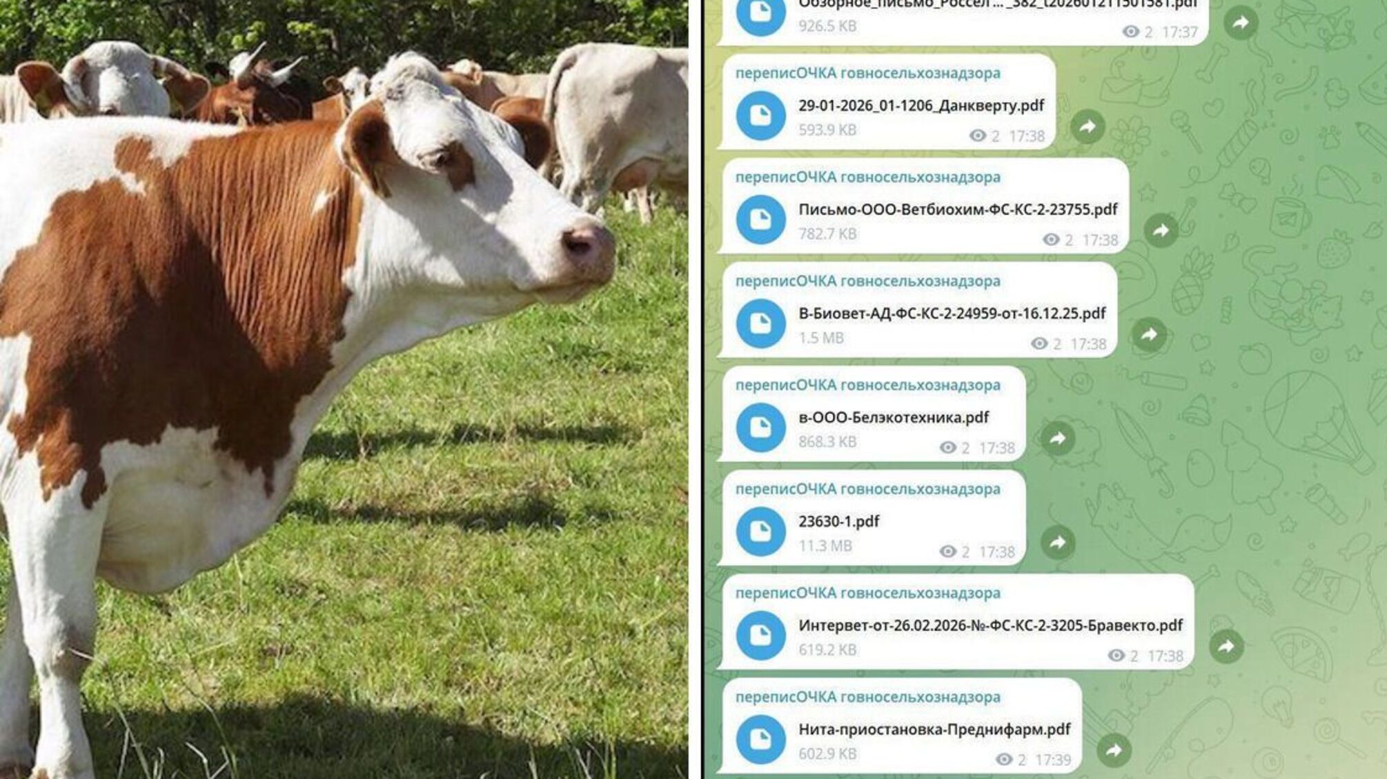 В России уничтожают скот: хакеры говорят о возможной вспышке ящура