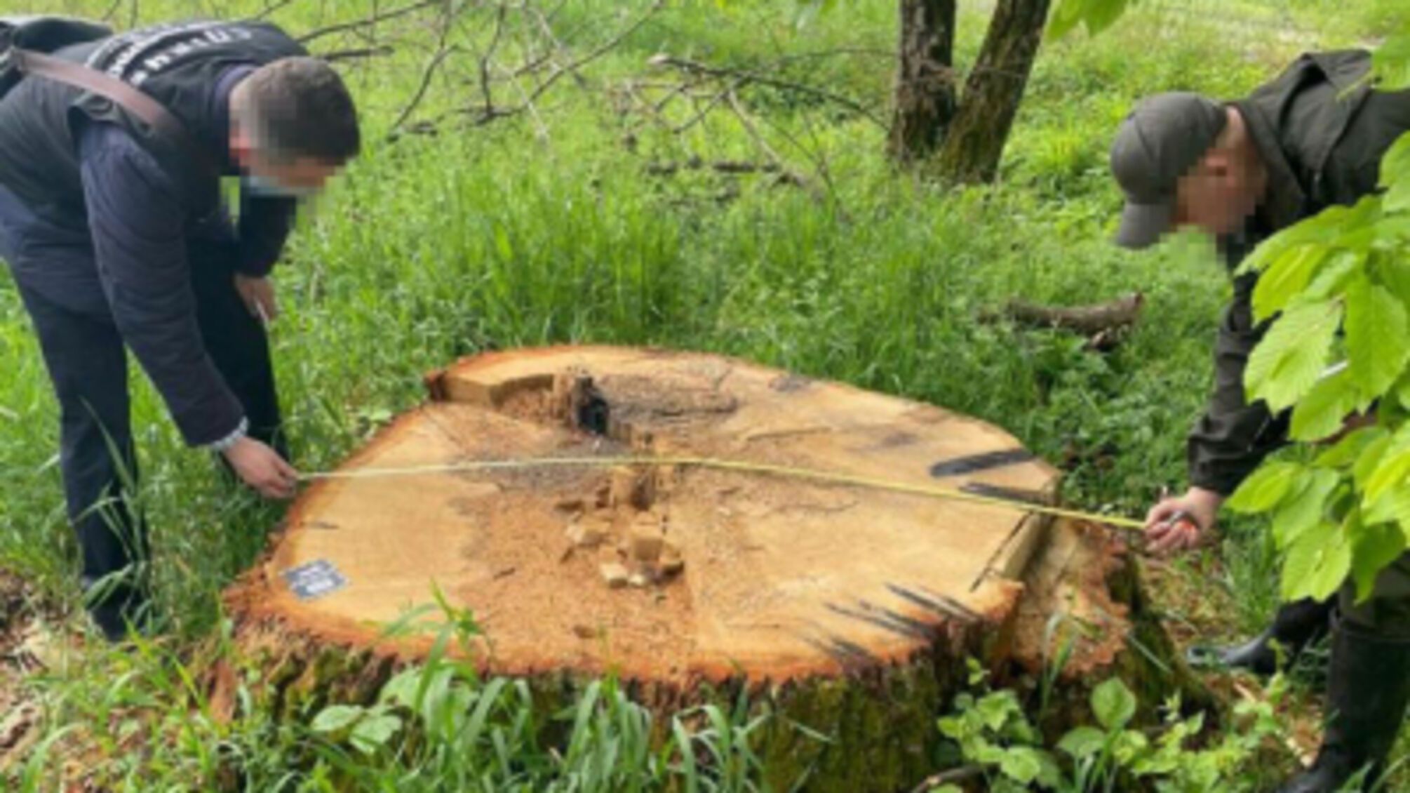 На Закарпатті викрили керівництво військового лісництва: незаконна вирубка на понад 1,5 млн грн