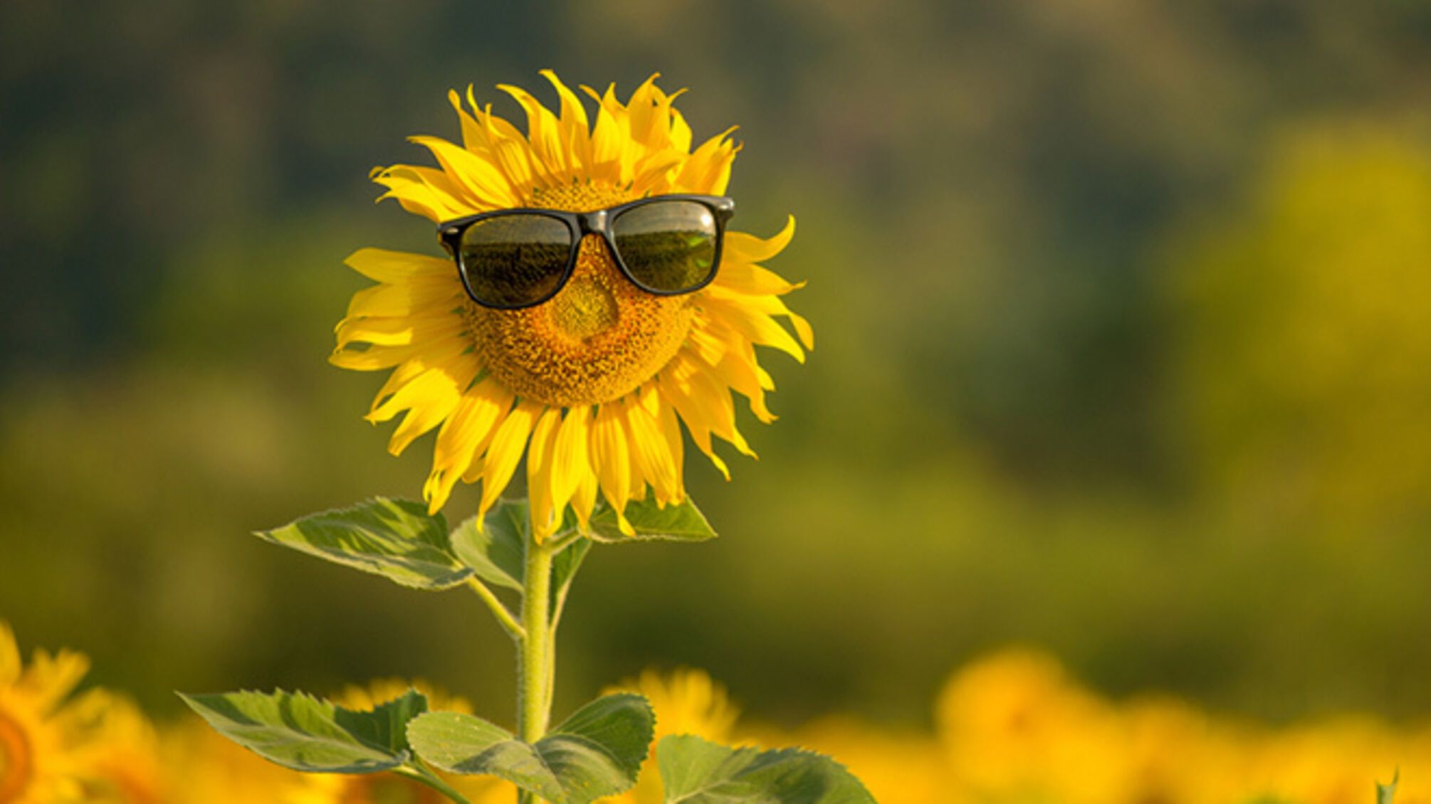 Лето 2026: будет ли в Украине экстремальная жара