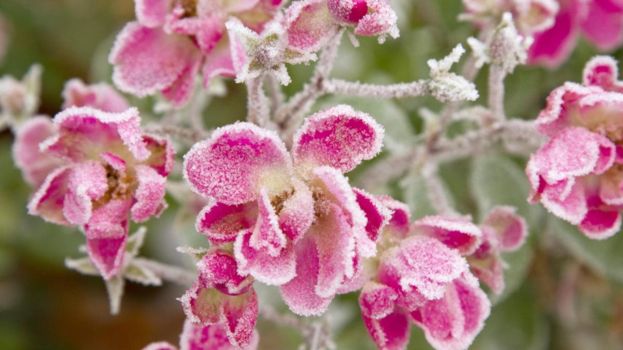 Заморозки, вітер і різке похолодання: Україну накриє нестійка весняна погода