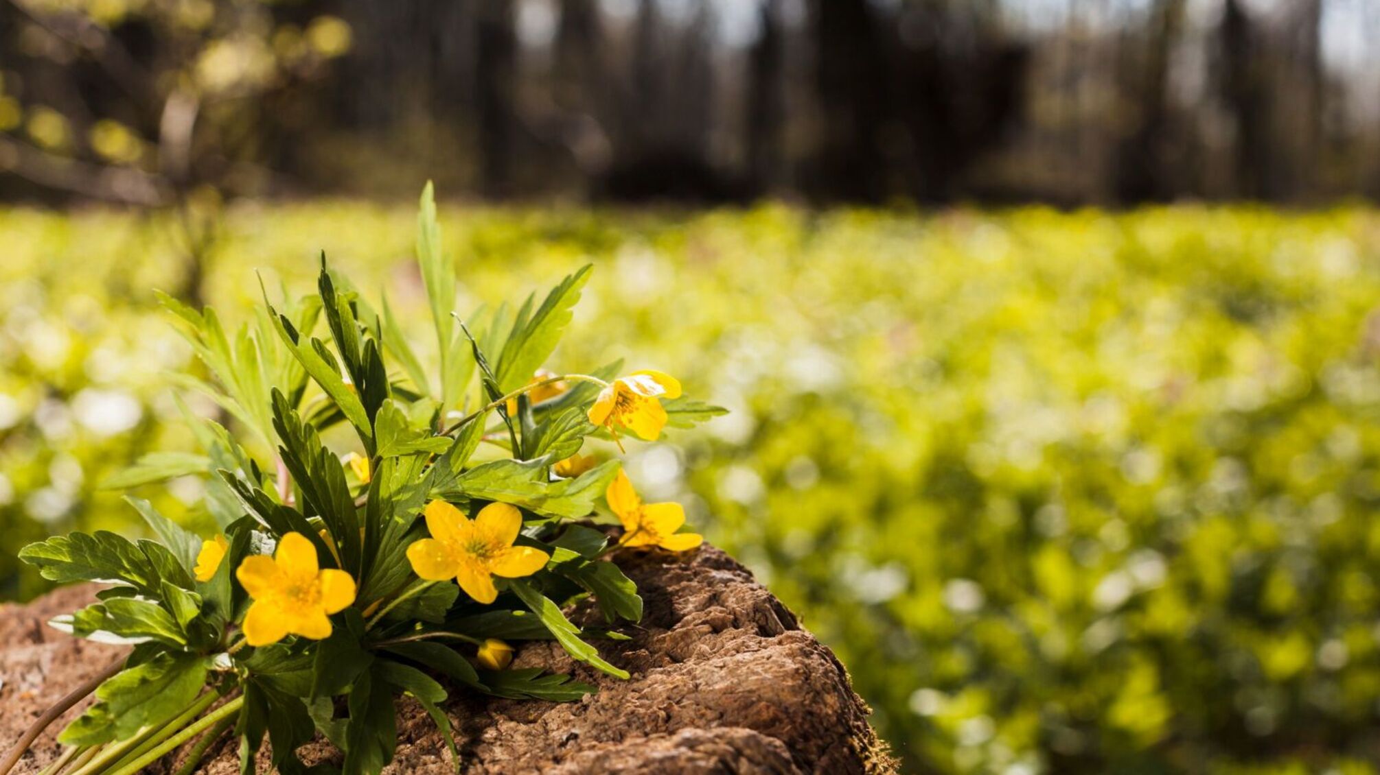 День янгола 3 квітня: значення імен Мартин, Микита та Феодосія
