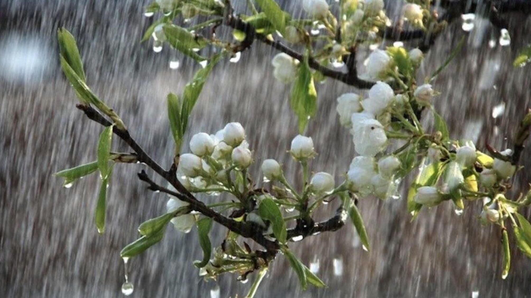 Апрель готовит погодные качели: грозы, туманы и штормовой ветер накроют Украину в ближайшие дни.