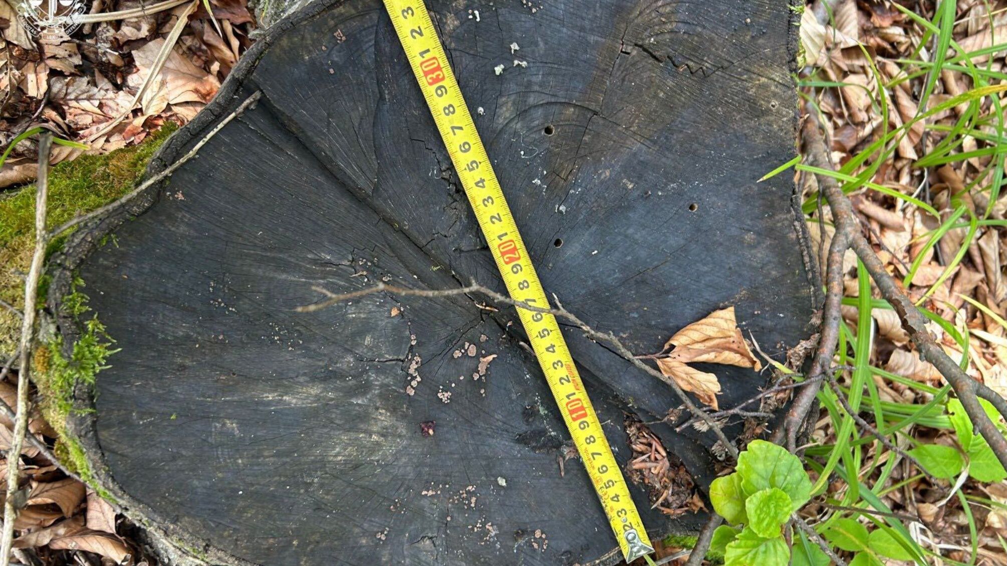 Найбільша справа в Україні: на Прикарпатті прокуратура вимагає рекордну мільйонну компенсацію від 'Лісів України'