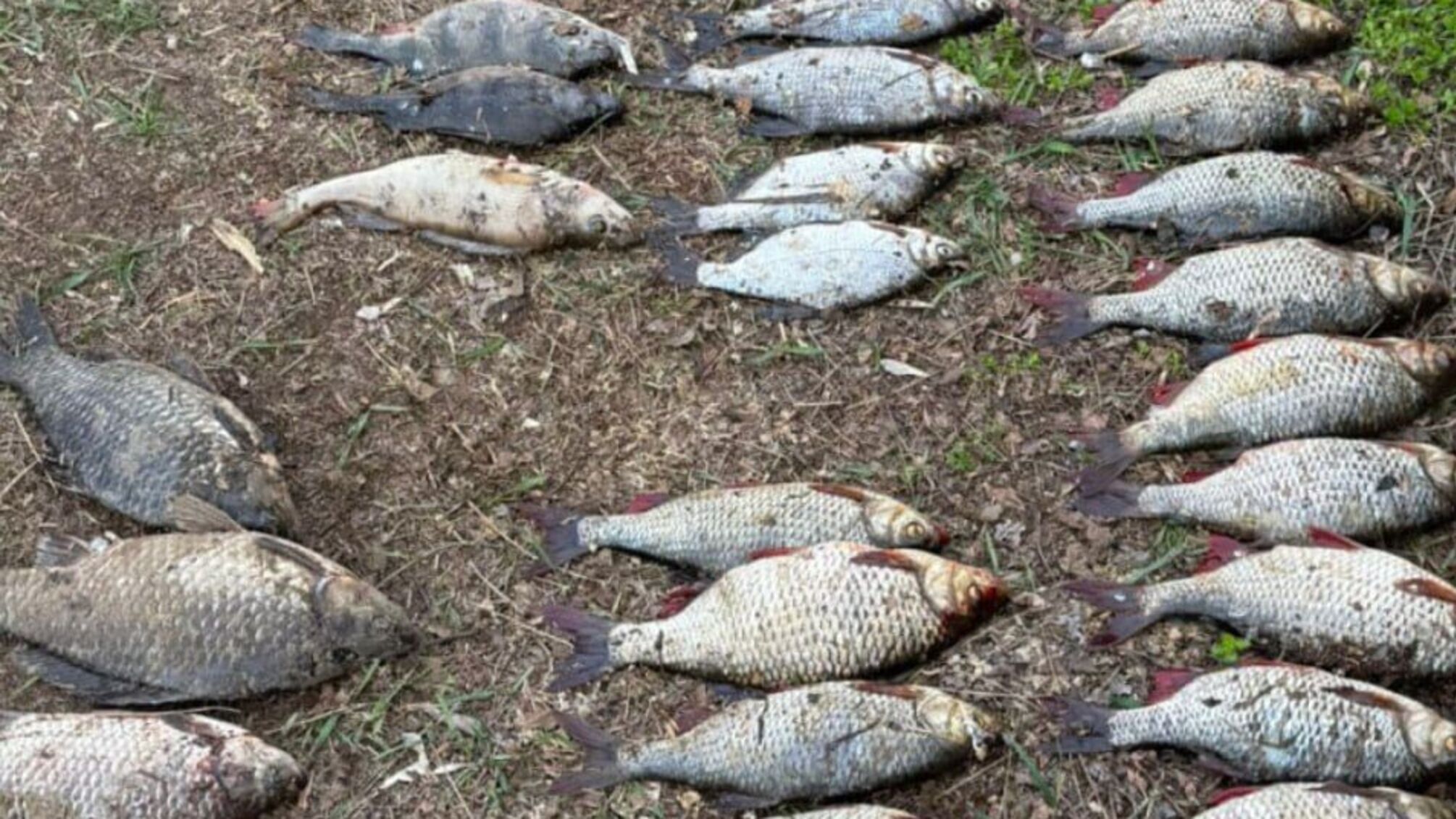 Более 67 тысяч гривен убытков за сетки: на Каневском водохранилище во время нереста поймали браконьера