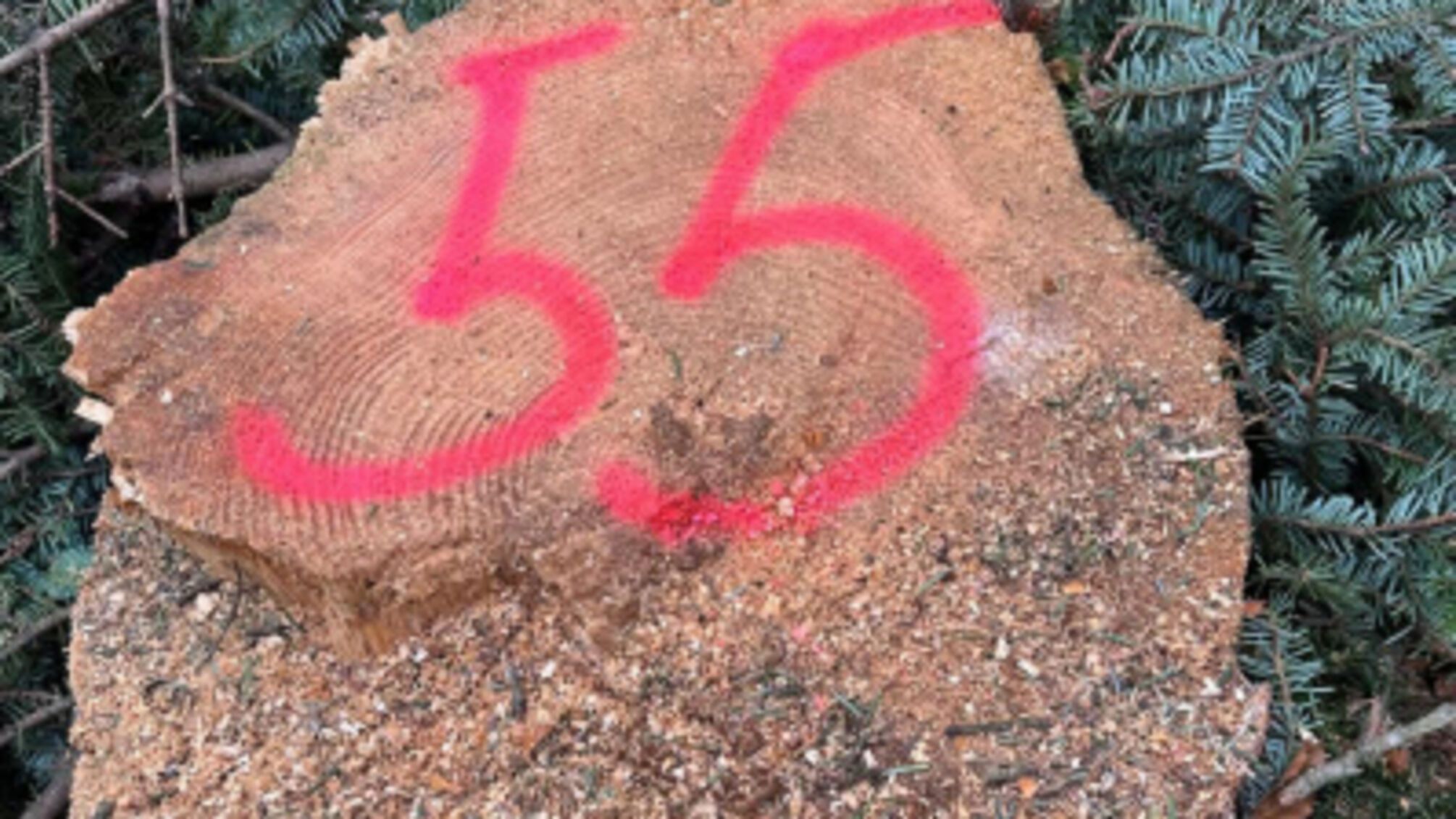 На Буковині ДБР викрило схему незаконної вирубки в нацпарку