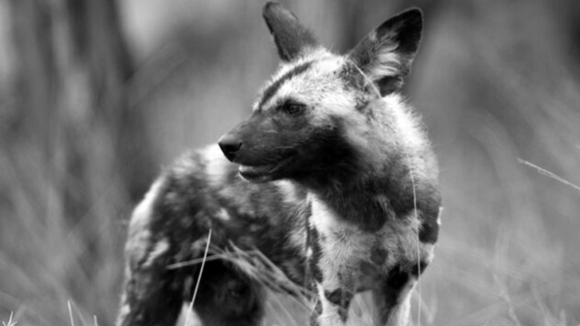 Чупакабра повертається: загадкову істоту знову бачили на Прикарпатті