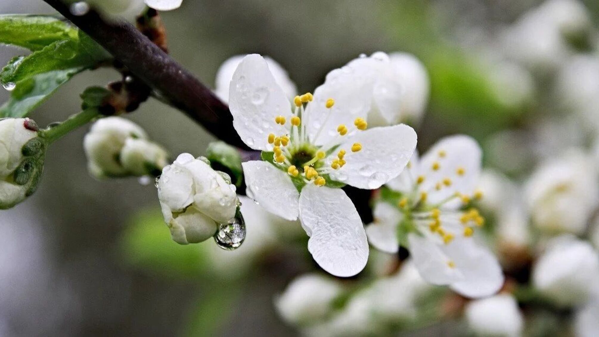 Грози, дощі та сильний вітер: якою буде погода в Україні 26 квітня