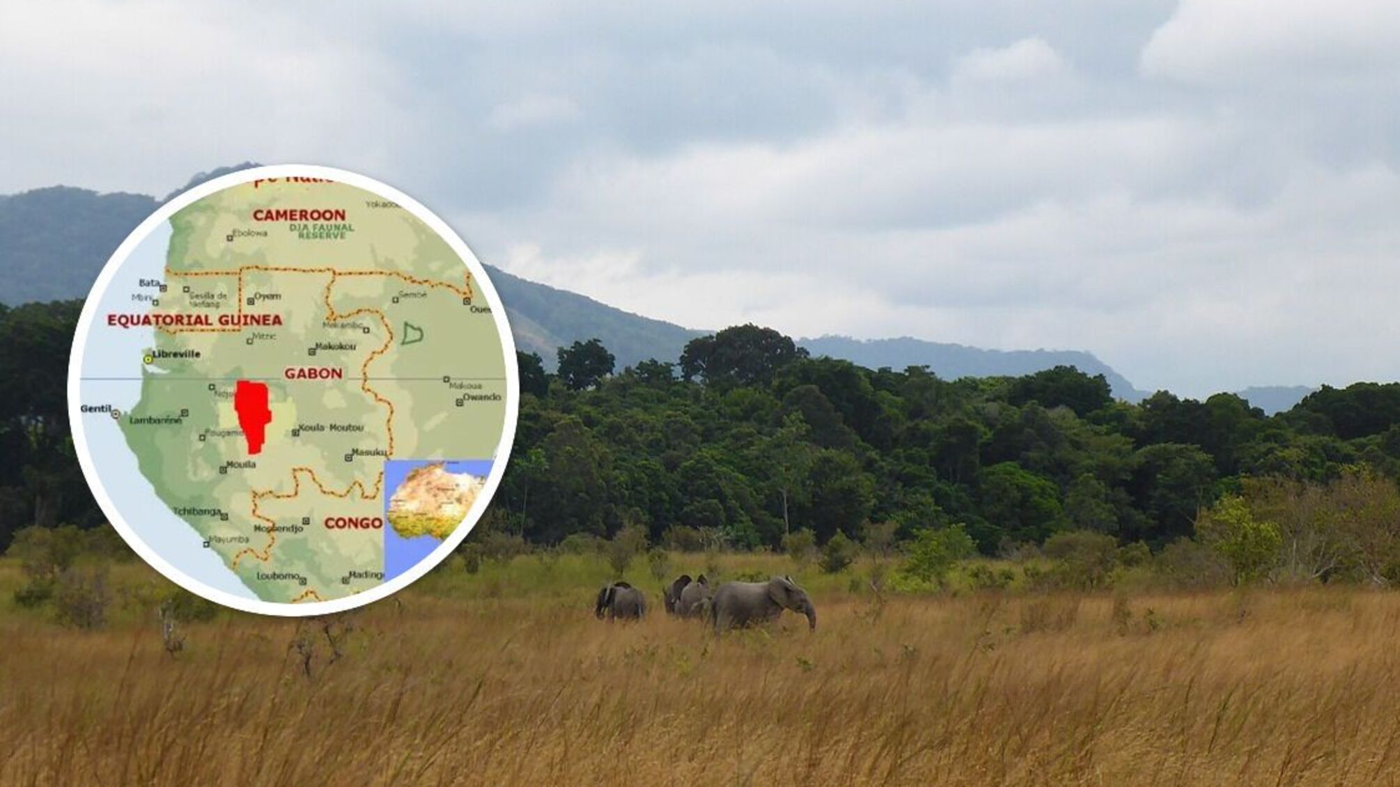 Розчавили слони: в Африці загинув американський мільйонер під час полювання