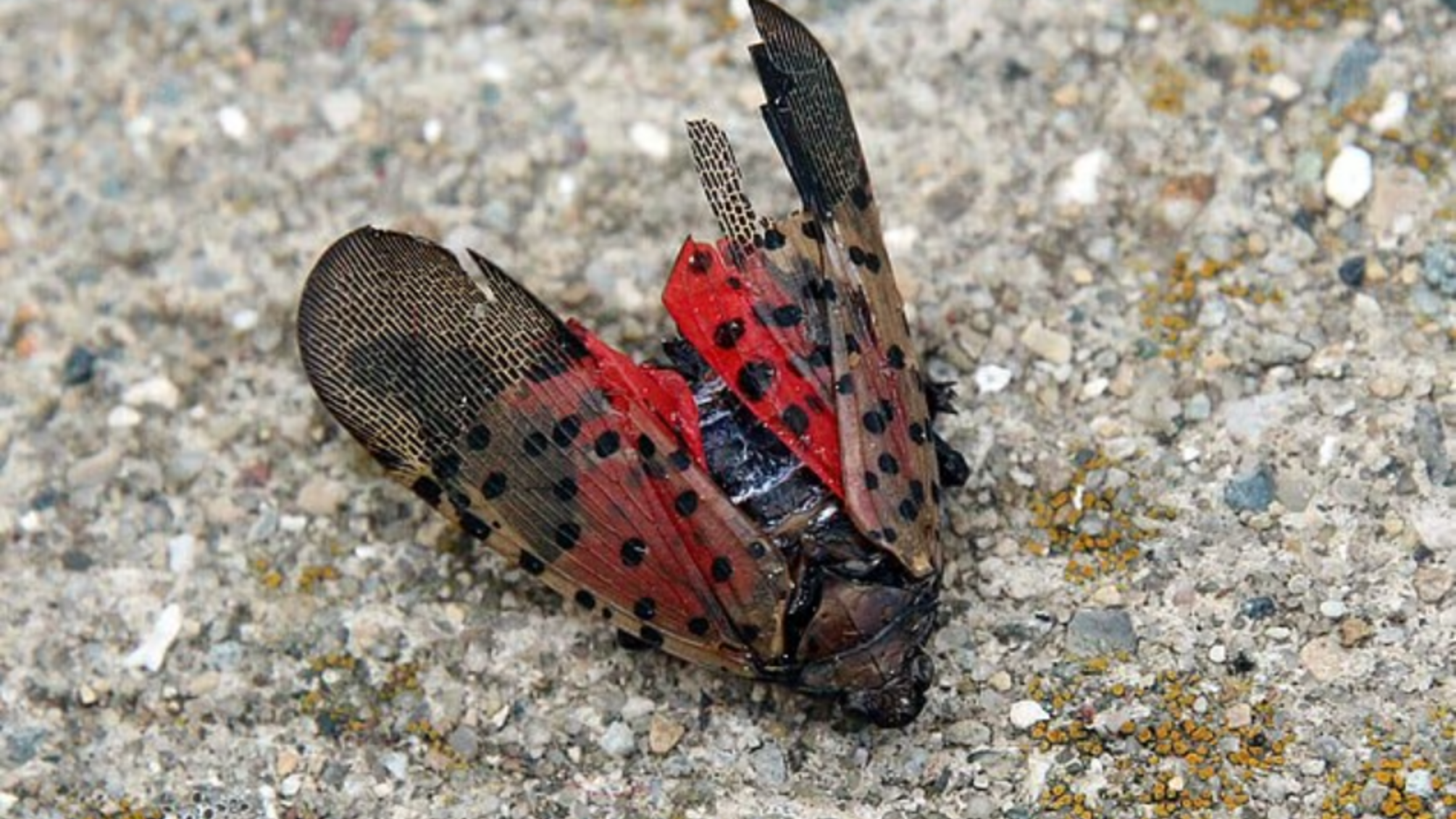 В США происходит нашествие миллионов насекомых: пятнистые цикадки захватывают дома