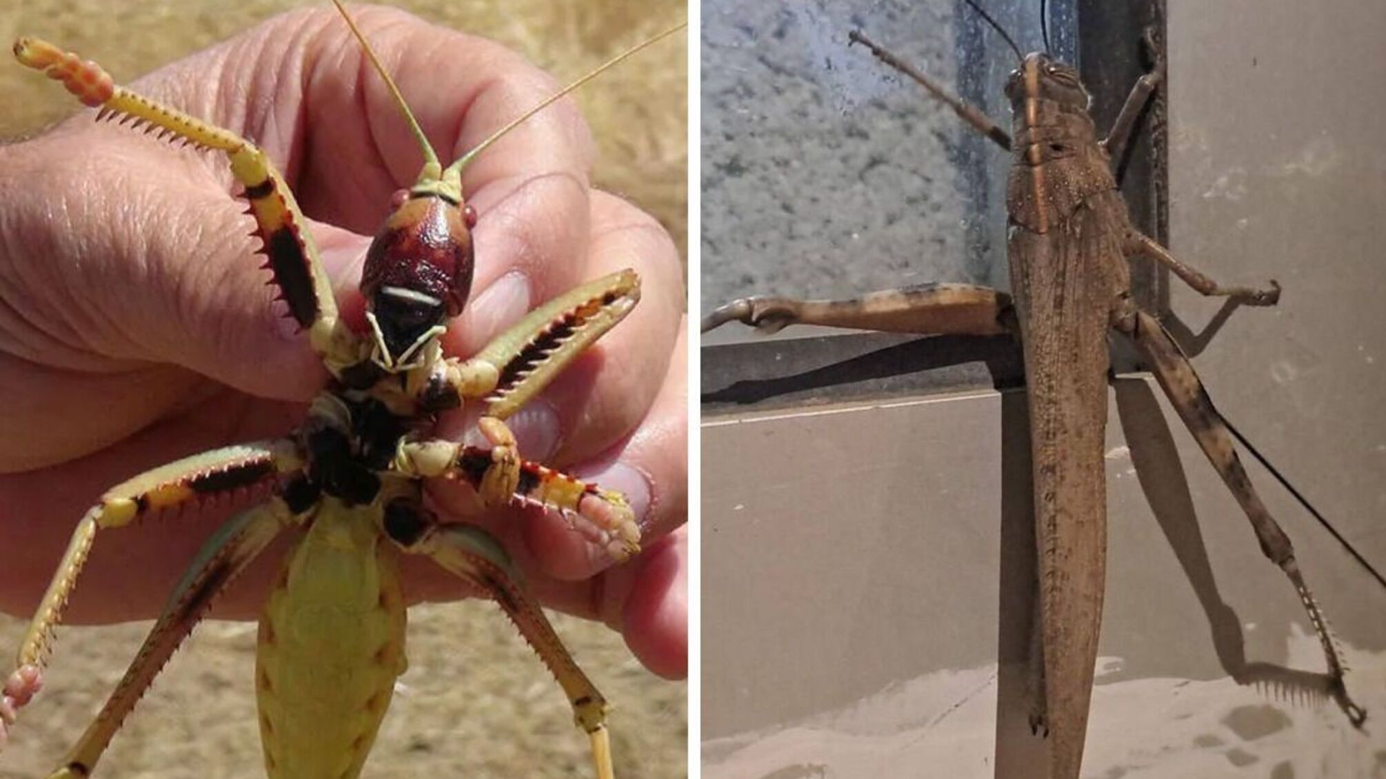 У Туреччині помітили 'гігантську сарану' до 25 см: що це було насправді