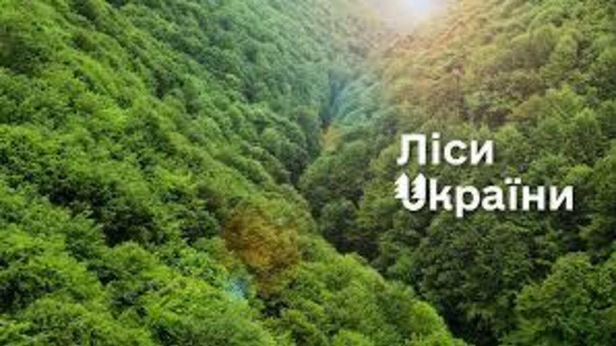 Влада переглядає кадрові рішення у лісовій галузі: обговорили зміни в 'Лісах України'