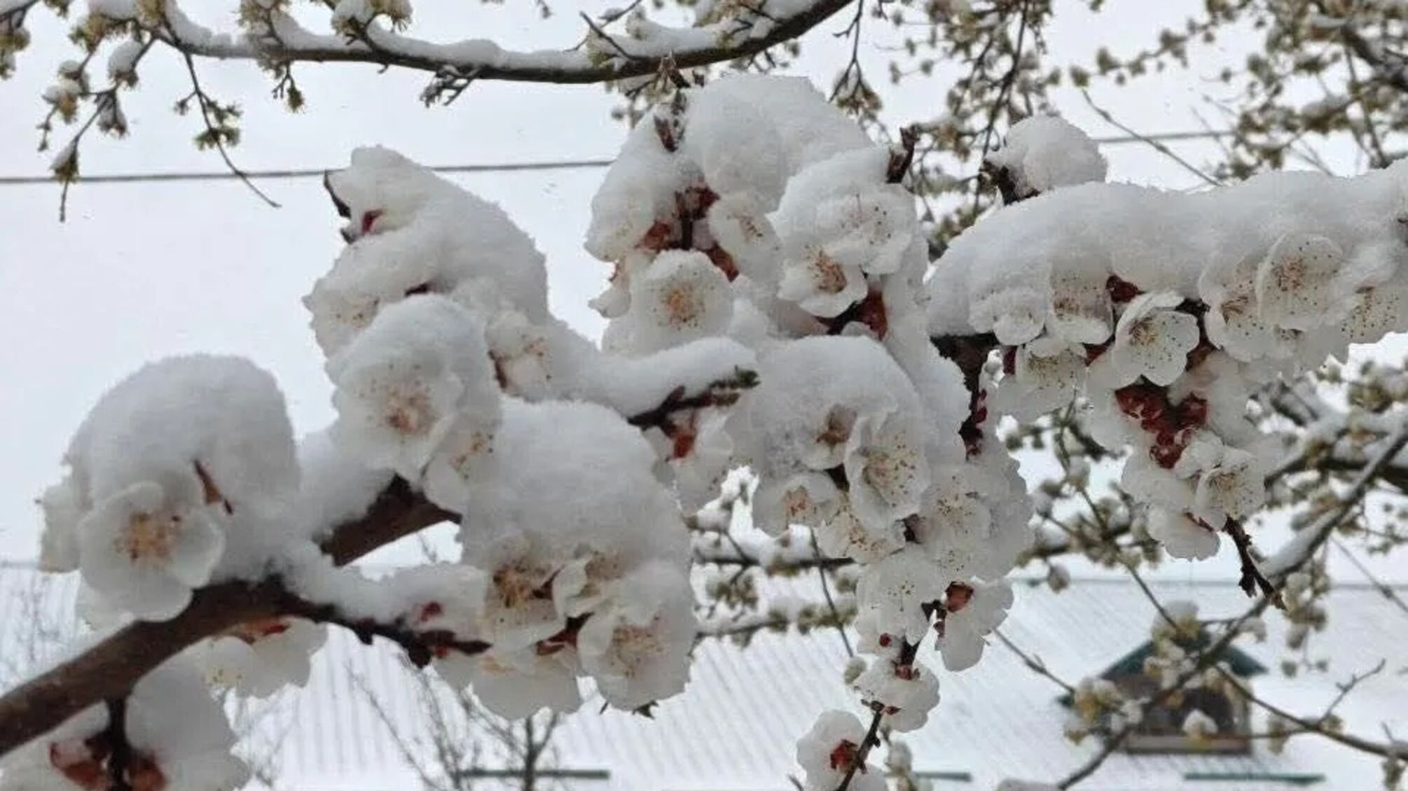 Зима возвращается: синоптики предупредили о погодном ударе в конце апреля