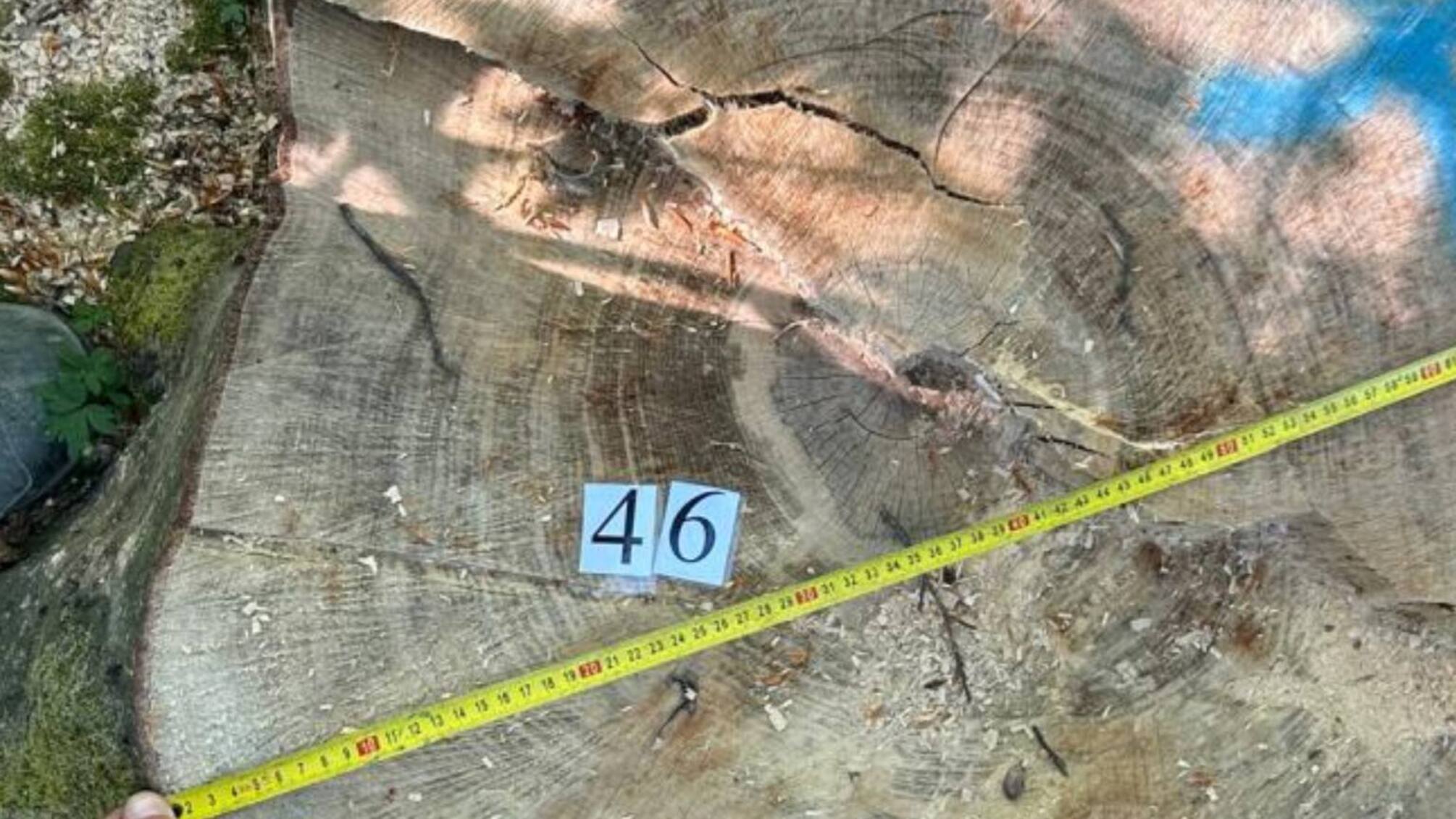 На Буковині викрили незаконну вирубку: двом лісникам оголосили підозру