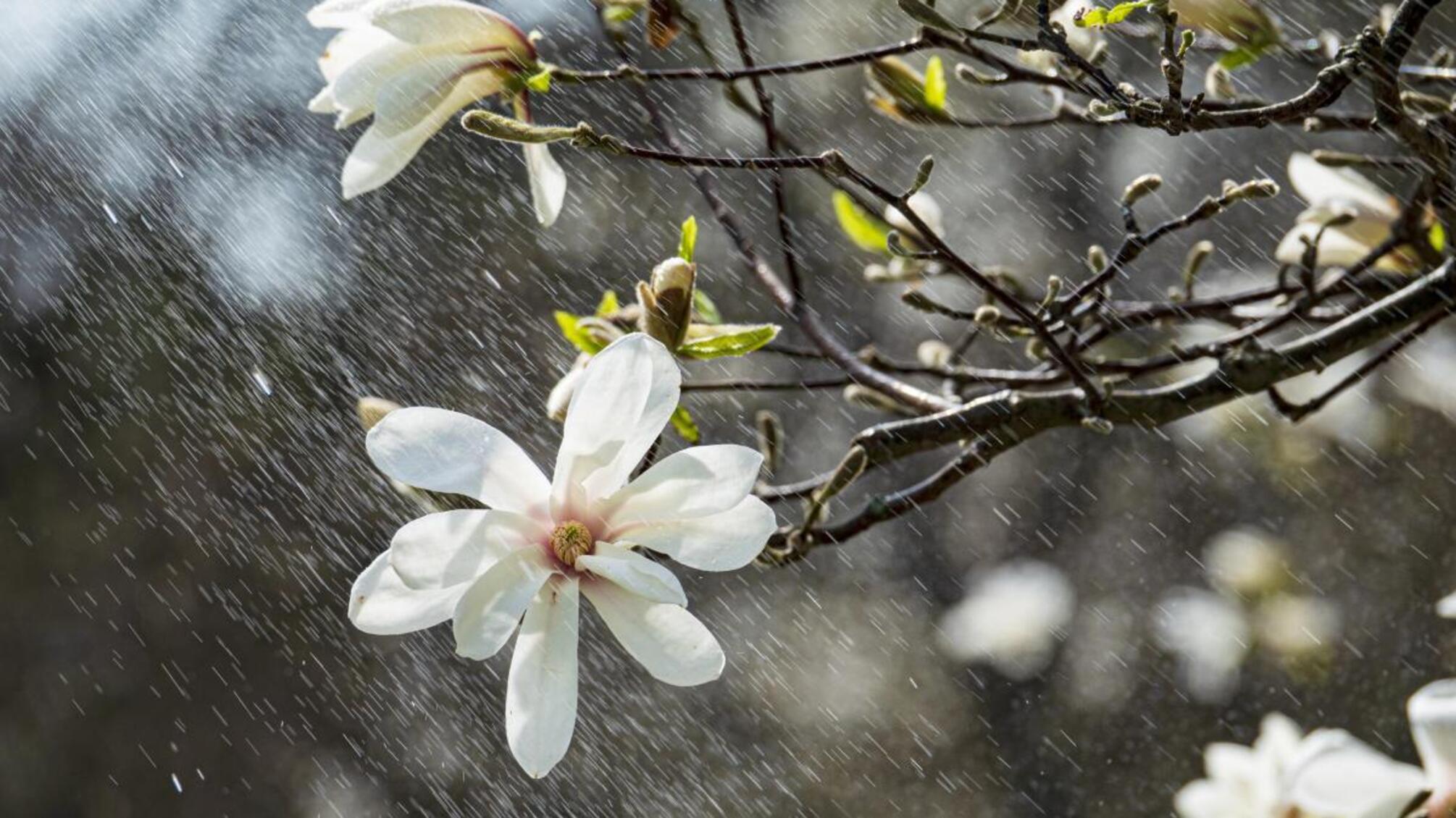 Синоптики дали прогноз на початок тижня