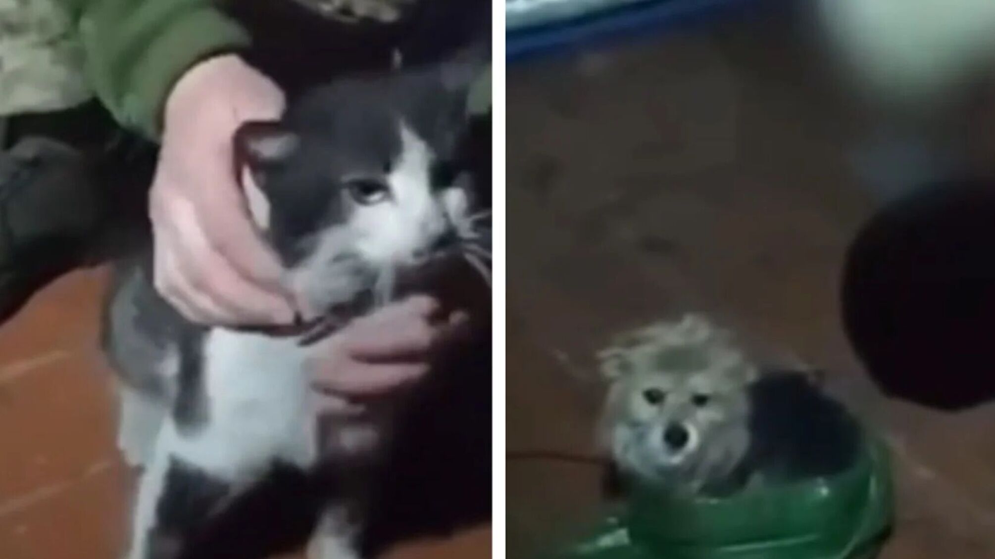 Дрон із фронту повернувся не лише з місії: несподівано евакуювали кота і собаку з небезпечної зони