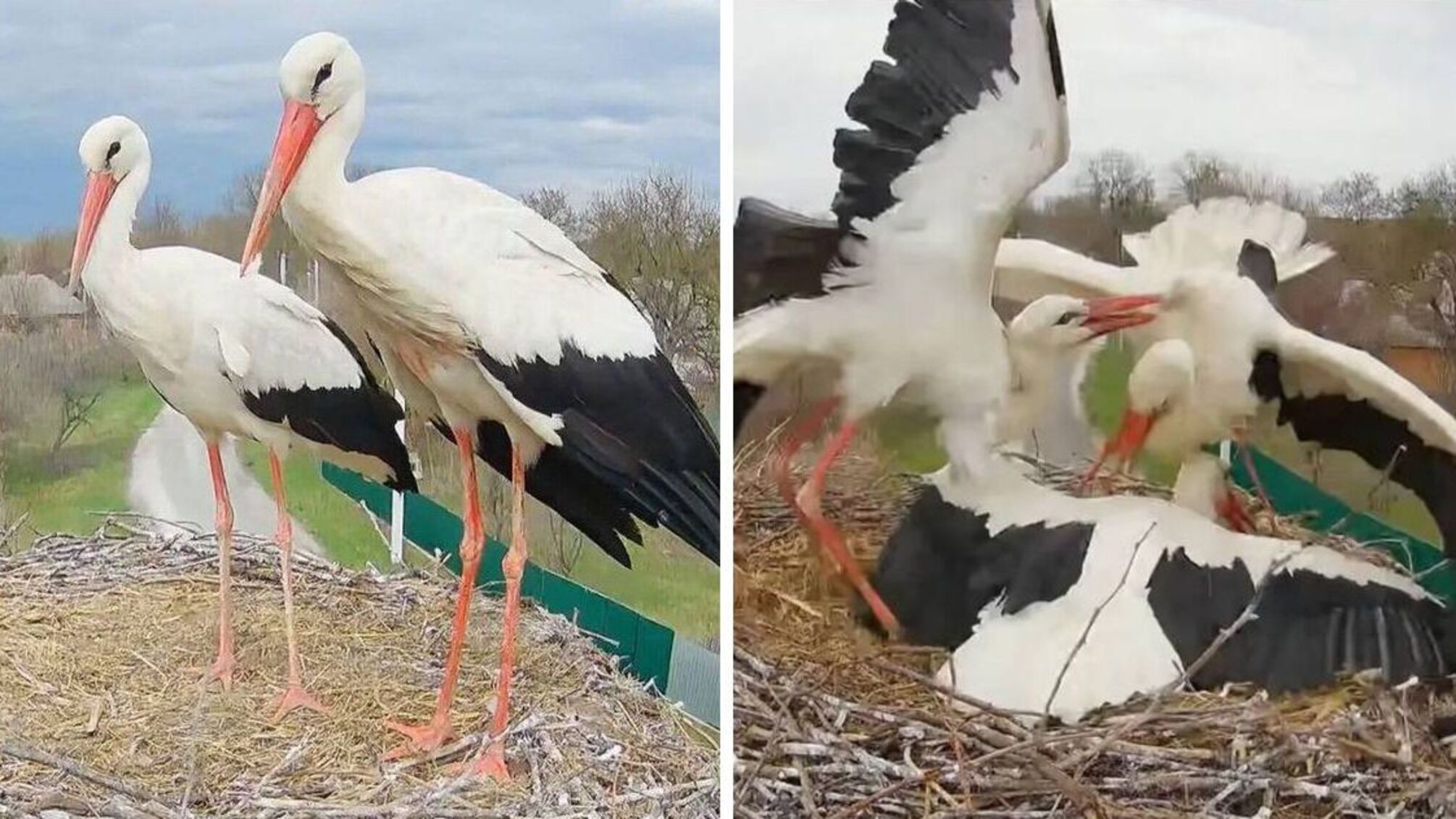 Драма аистов в Леляках: Грицик вернулся и отстоял гнездо