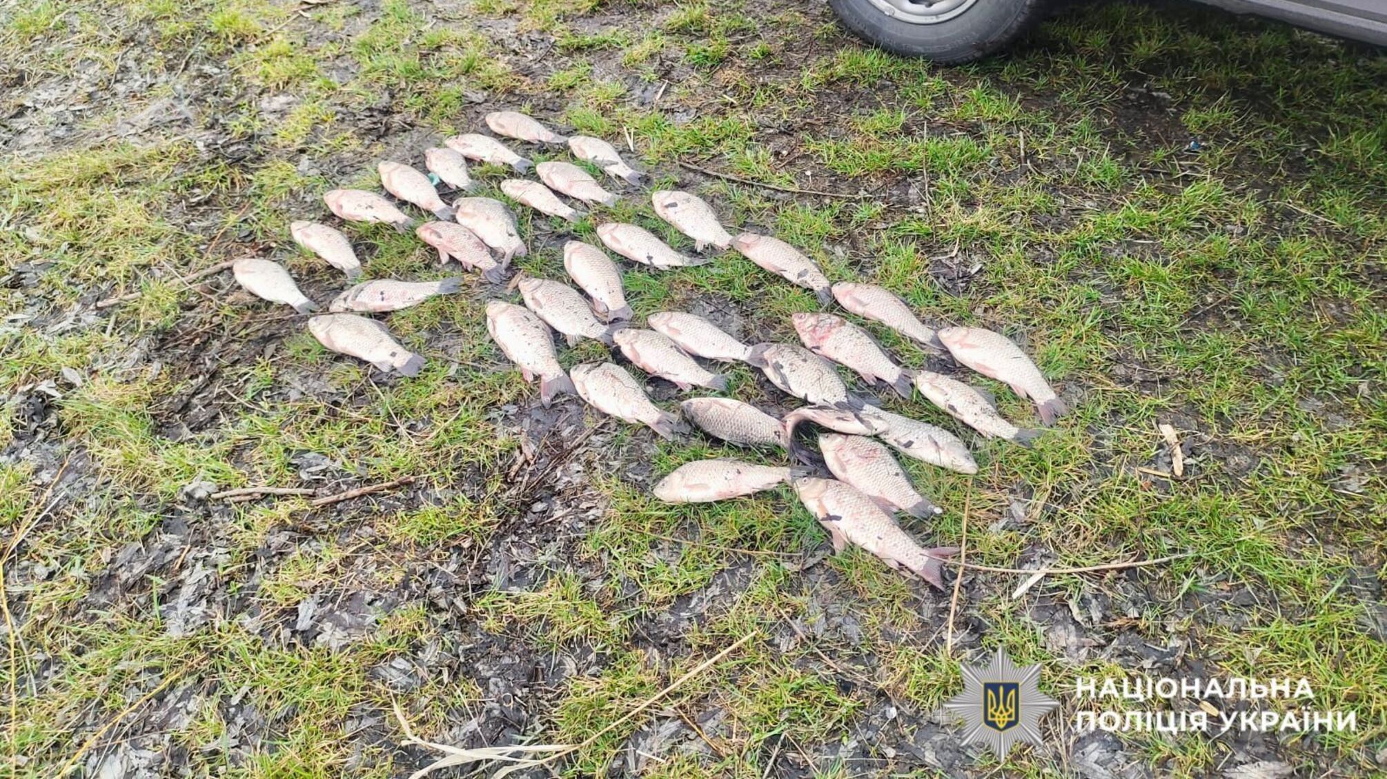 Браконьеры на Киевщине 'наловили' более 91 тысячи: полиция разоблачила нарушителей во время нереста
