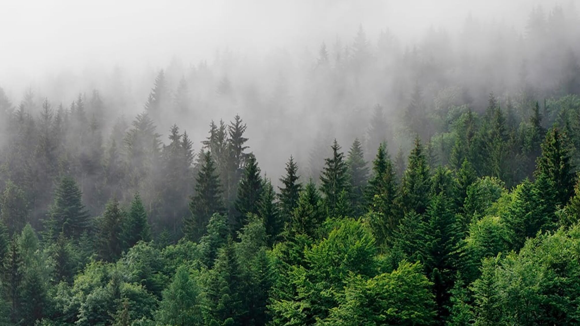 Разоблачена схема переправки военнообязанных за $10 000 через лес в Беларусь, а дальше в ЕС