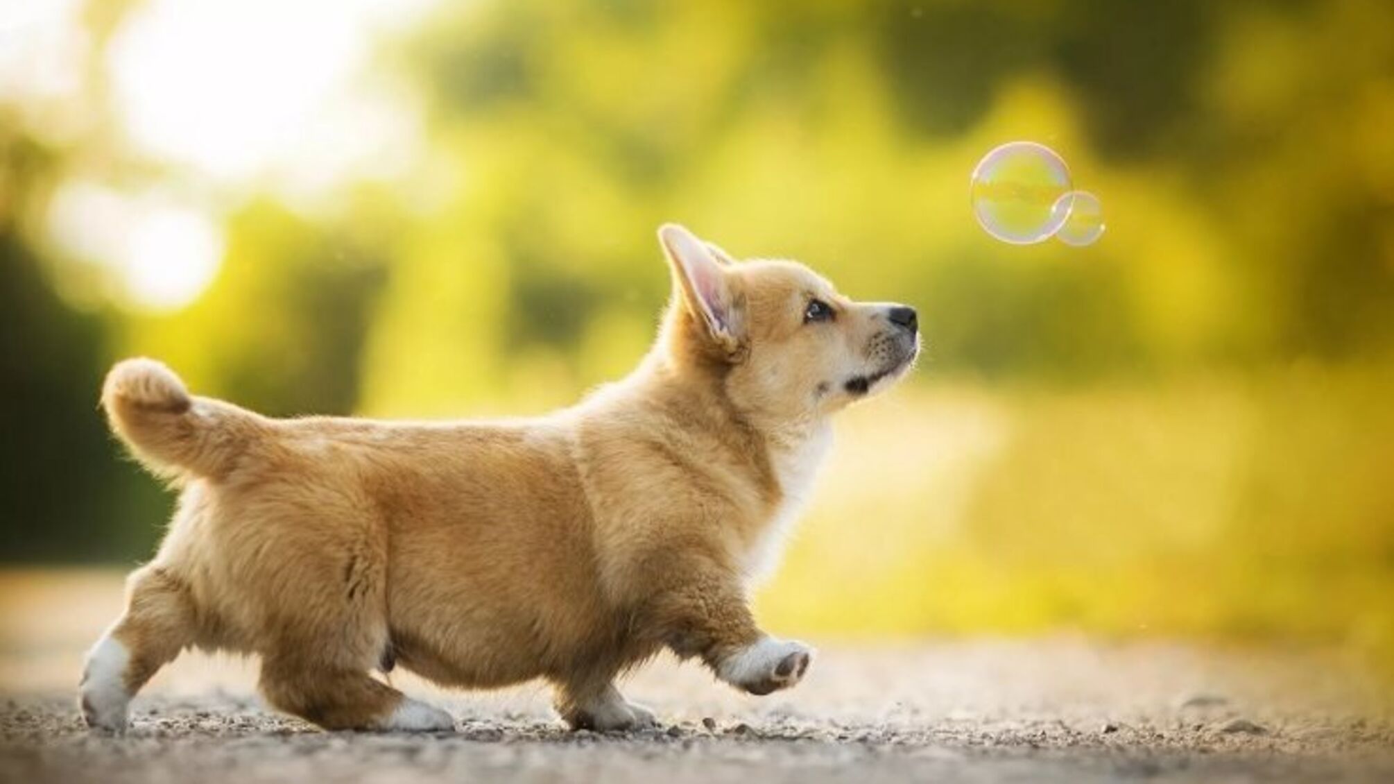 Корги, забеги и благотворительность: в Киеве фестиваль Corgi Race собрал 28 тыс. грн