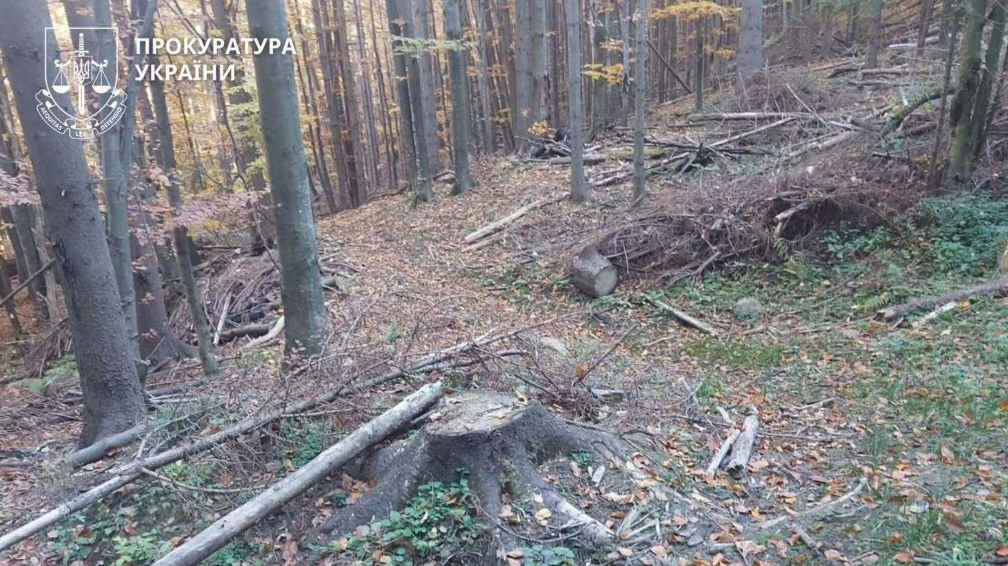 ГП 'Леса Украины' заплатит более 83 млн грн за незаконные рубки в заповедных лесах Прикарпатья