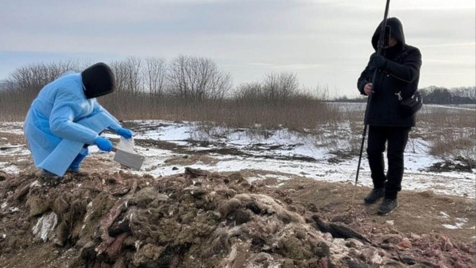 На Буковині м’ясопереробне підприємство перетворило майже пів гектара землі на звалище біовідходів Сводка: