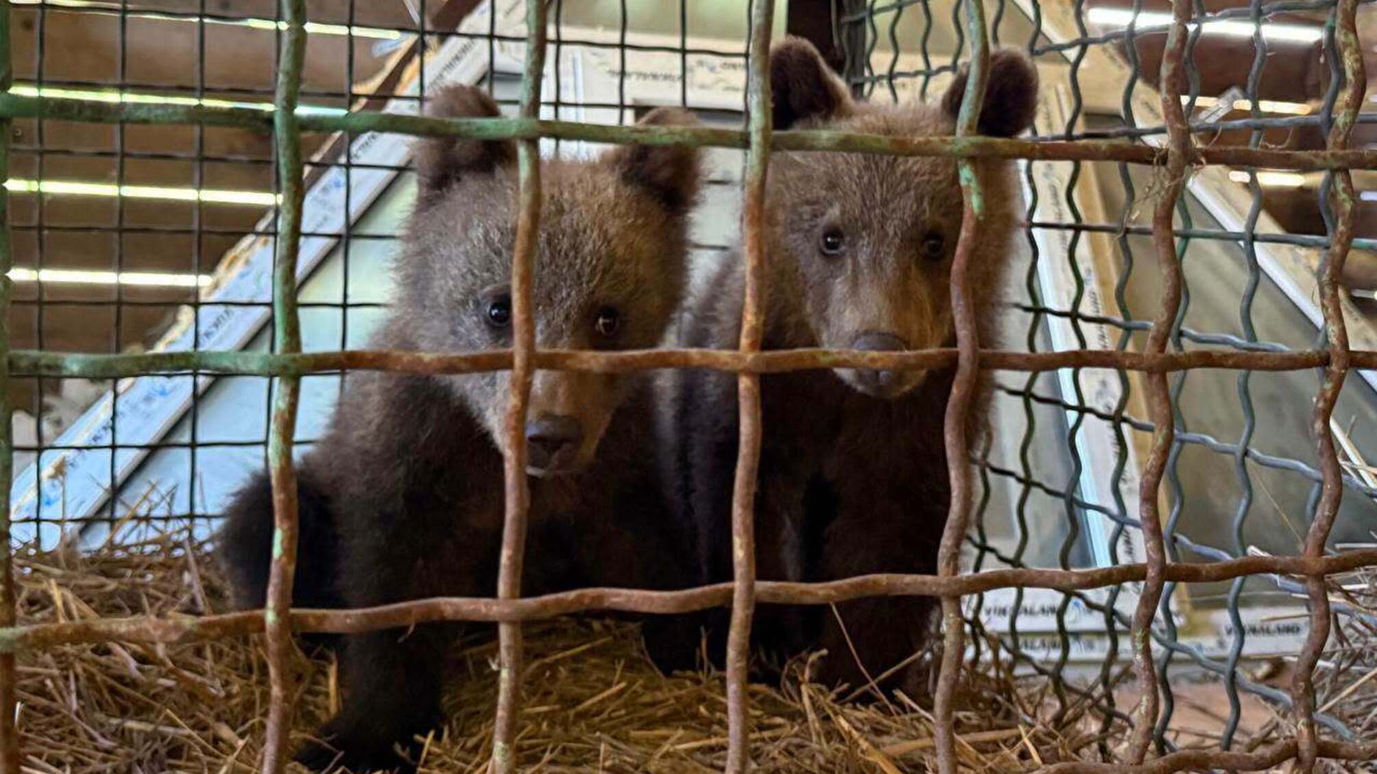 В Карпатах спасли двух медвежат, которых нашли супруги туристов