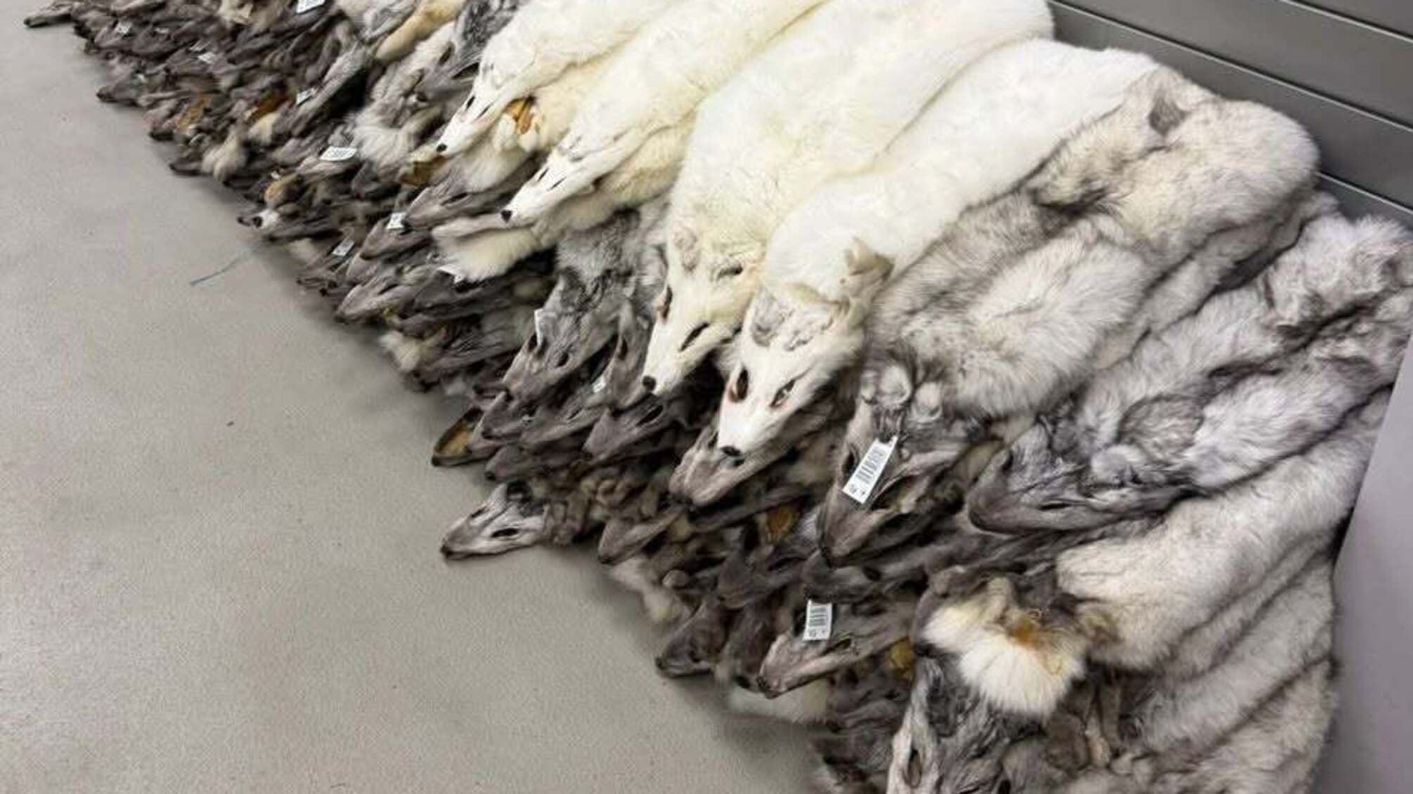 На Львівщині вилучили 120 шкурок песця на кордоні з Польщею