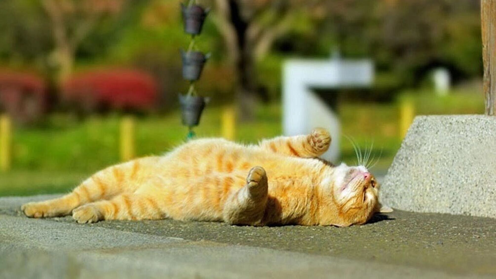 https://i.stopcor.org/news/2026/7/31/speka-povertaetsya-pogoda-7bb6492597509b76acef9dd72c7595fb1.jpg?size=810x540