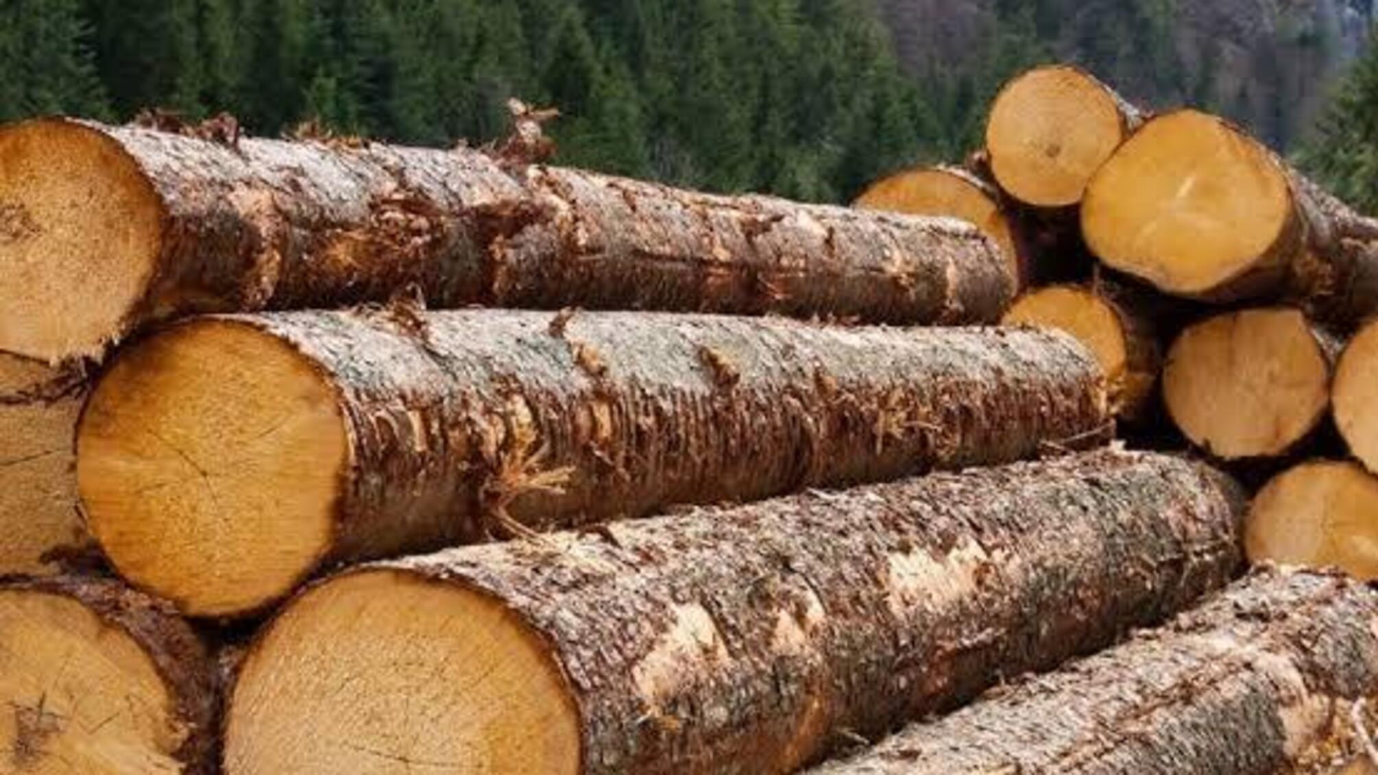 Вновь созданные ФЛПы и миллионные подряды: в медиа заявили о возможных схемах в ГП 'Леса Украины'