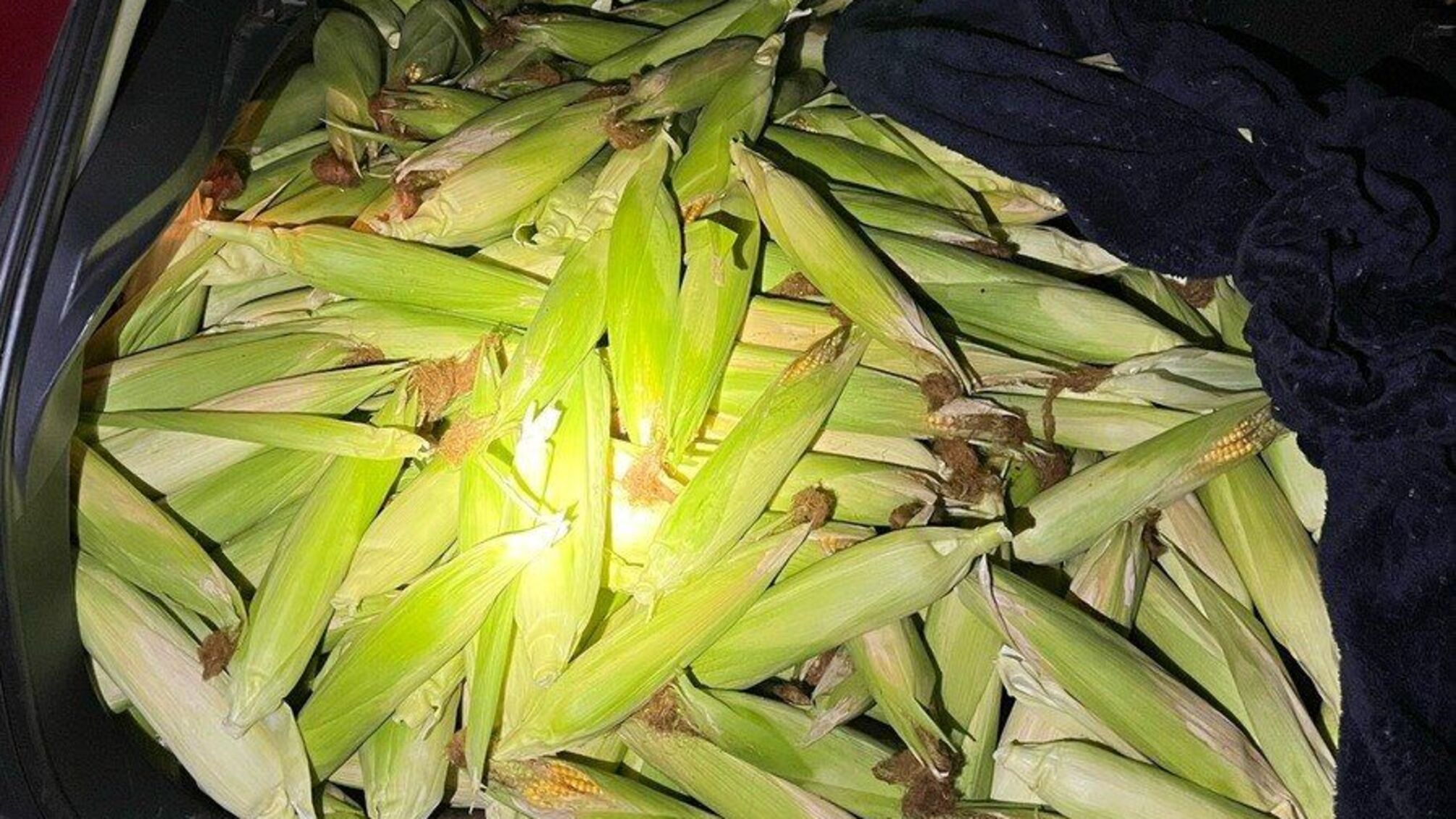 300 кг кукурузы в багажнике: в Германии задержали двух украинок за кражу с поля