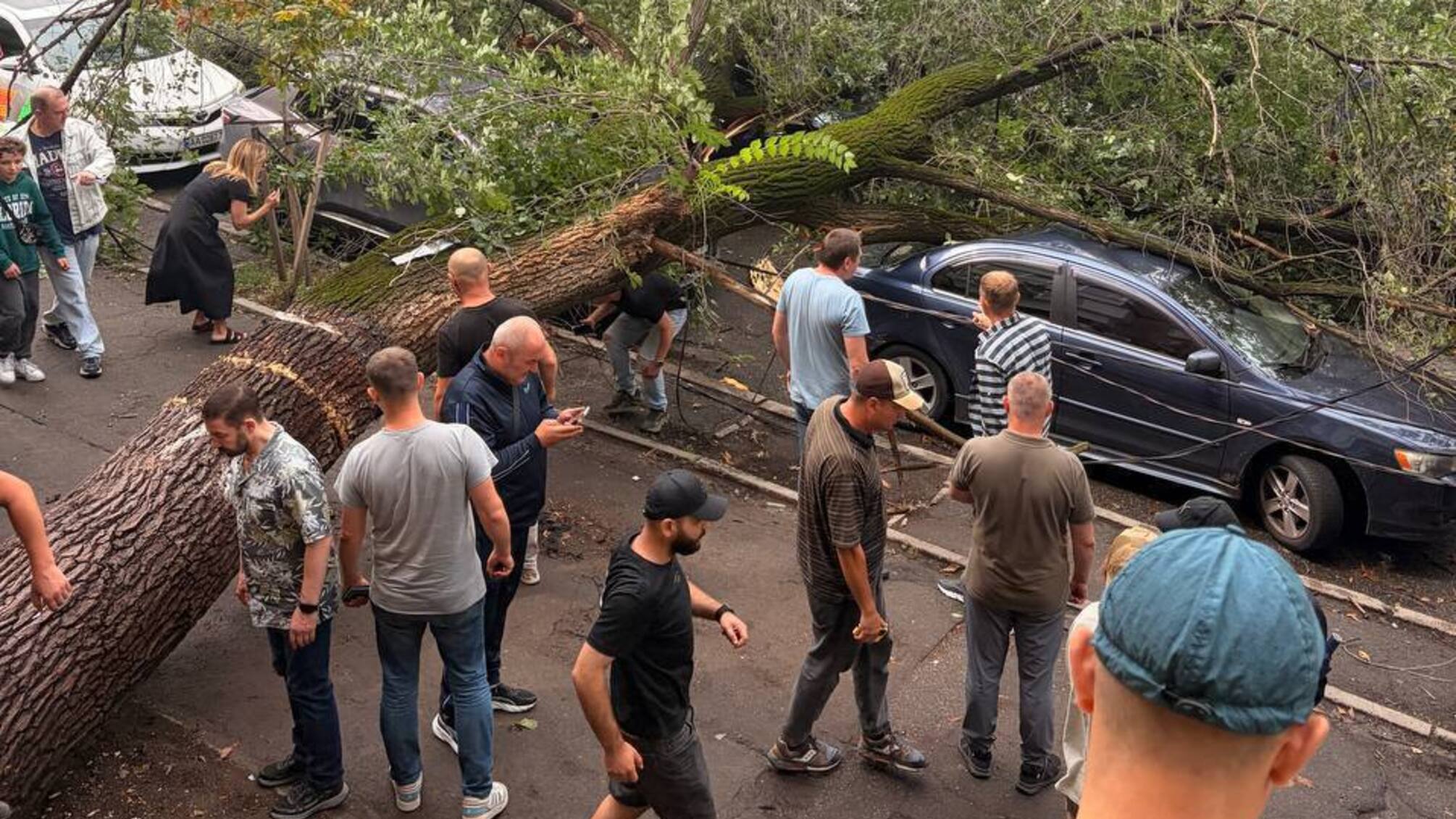 На Караваєвих Дачах впало відоме дерево, яке роками росло крізь МАФ