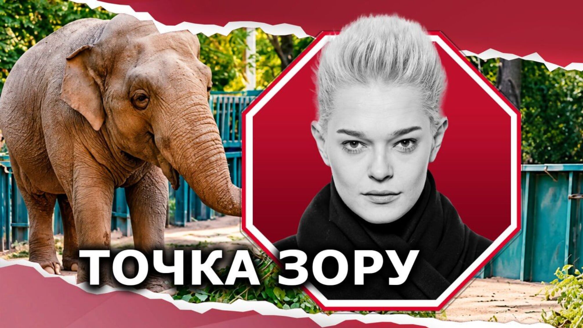 Слониха Венди в Одесском зоопарке: почему так упорно взялись за нее?