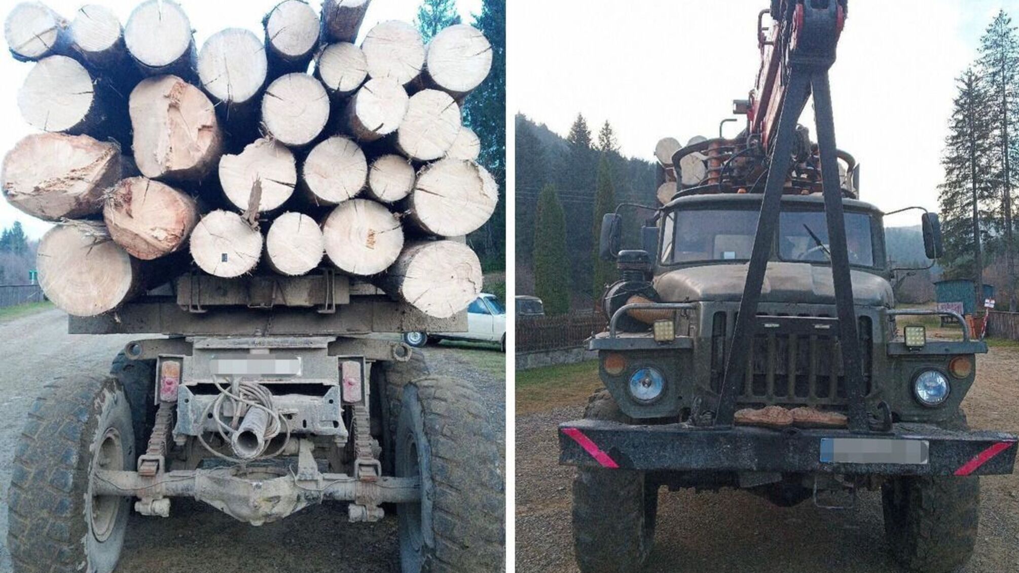 На Буковині у заказнику 'Зубровиця' незаконно вирубали понад 600 дерев: збитки 7,7 млн грн