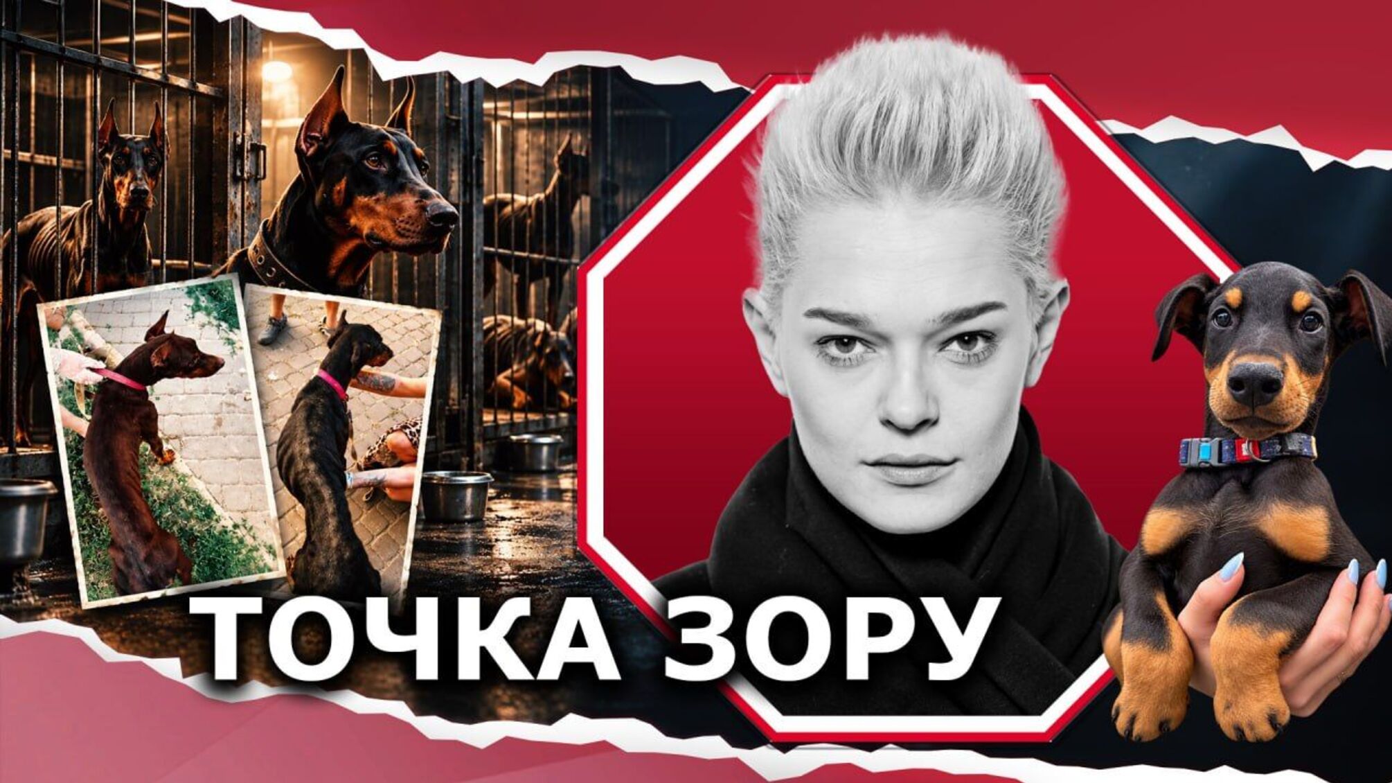 Скандал с 27 доберманами оказался... воровством?
